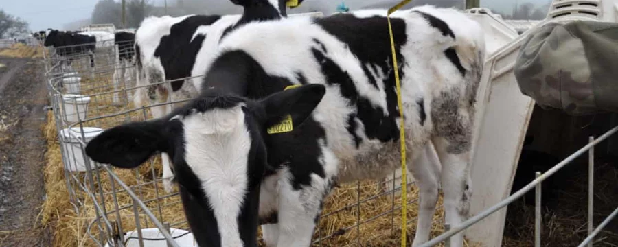Dairy calves in isolation pens